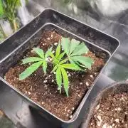 Jelly Donutz clone v clone