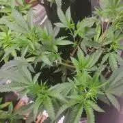 Jelly Donutz clone v clone