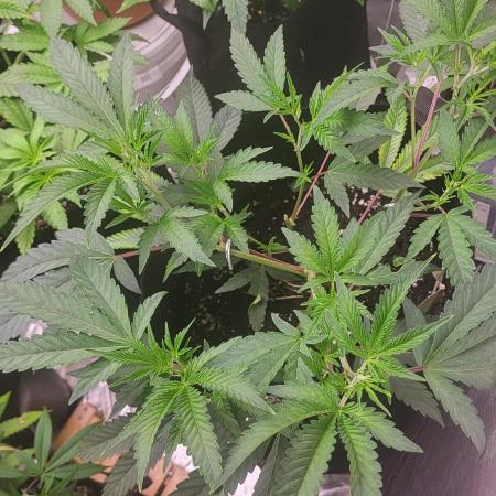 OG Kush huba seed bank 2. run back up