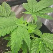 Great White Kush Huba Seed Bank