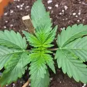 Gelato Auto fast buds