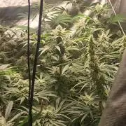 be cherry: Mystery Mary jane Berlin  26"