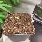 Gelato Auto fast buds