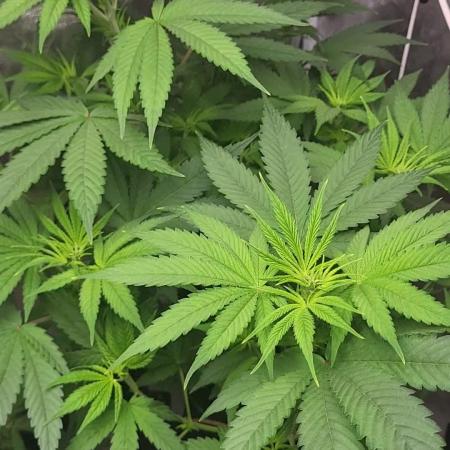 Great White Kush Huba Seed Bank