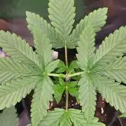 OG Kush huba seed bank 2. run back up