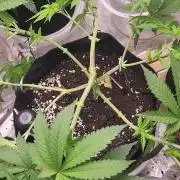 OG Kush huba seed bank 2. run back up