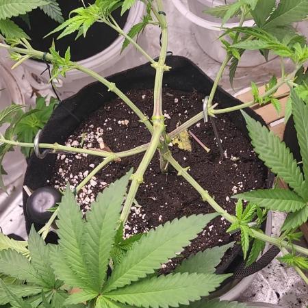 OG Kush huba seed bank 2. run back up