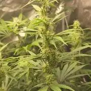 Great White Kush Huba Seed Bank