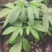 OG Kush huba seed bank 2. run back up
