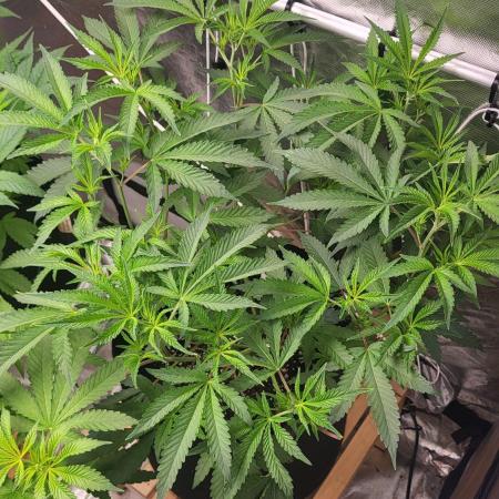 Jelly Donutz clone v clone