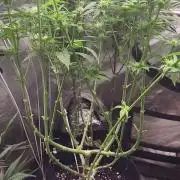 OG Kush huba seed bank 2. run back up