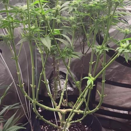 OG Kush huba seed bank 2. run back up