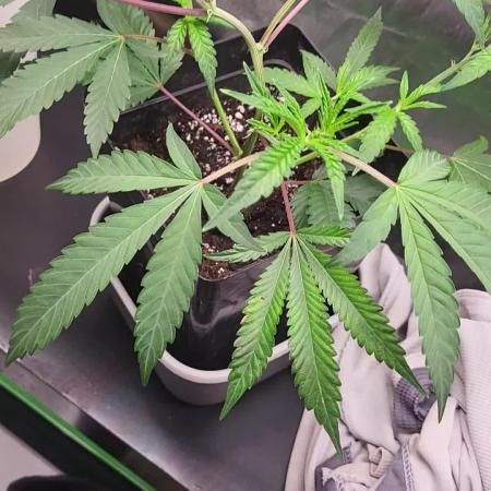 Jelly Donutz clone v clone