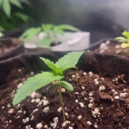 Great White Kush Huba Seed Bank