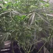 be cherry: Mystery Mary jane Berlin  26"