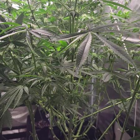 be cherry: Mystery Mary jane Berlin  26"