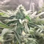 Jelly Donutz clone v clone