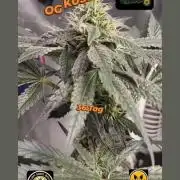 OG Kush huba seed bank 2. run back up