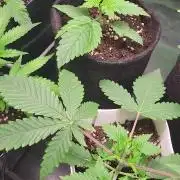 Great White Kush Huba Seed Bank
