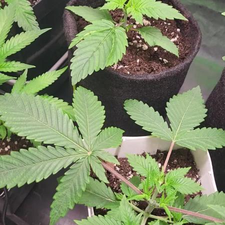 Great White Kush Huba Seed Bank