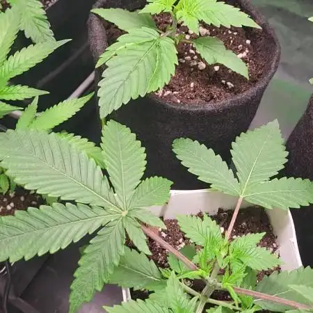 Great White Kush Huba Seed Bank