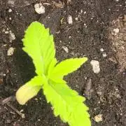 OG Kush Huba Seed Bank first run