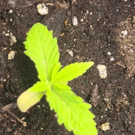 OG Kush Huba Seed Bank first run