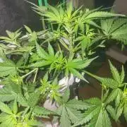 Fas buds purple lemonade Auto