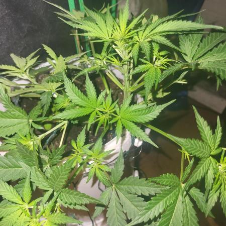 Fas buds purple lemonade Auto