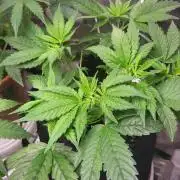 Great White Kush Huba Seed Bank