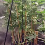OG Kush huba seed bank 2. run back up