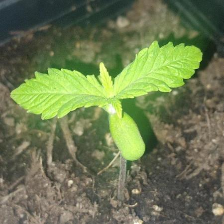 OG Kush Huba Seed Bank first run