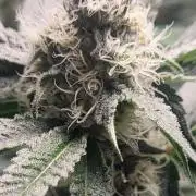 Jelly Donutz clone v clone