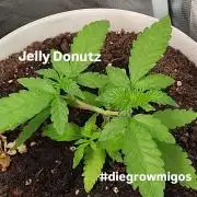 Jelly Donutz Photo