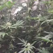Jelly Donutz clone v clone