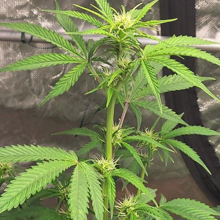 Gelato Auto fast buds