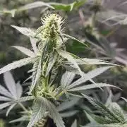 Great White Kush Huba Seed Bank