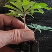 Grape Milchshake Gastown Genetics