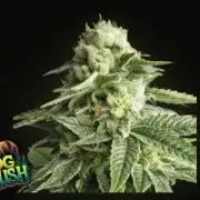 OG Kush huba seed bank