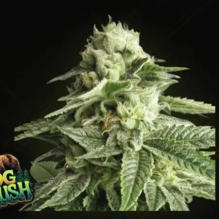OG Kush huba seed bank