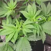 OG Kush huba seed bank 2. run back up