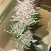 Fast buds purple lemonade Auto