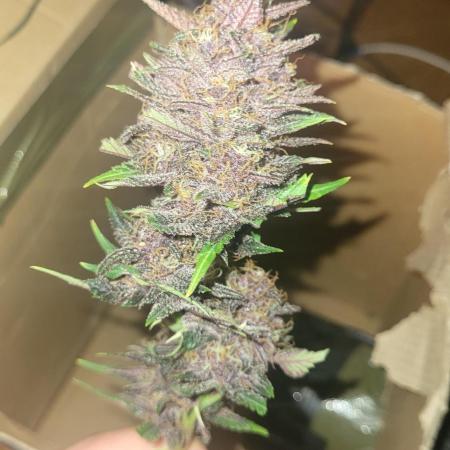 Fast buds purple lemonade Auto