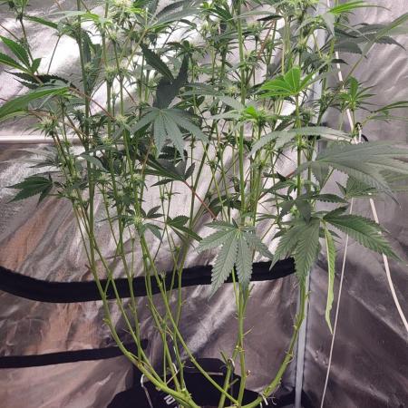 Jelly Donutz clone v clone