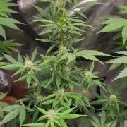 Gelato Auto fast buds