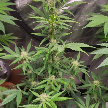 Gelato Auto fast buds