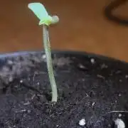 Great White Kush Huba Seed Bank