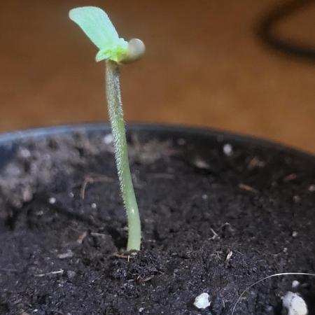 Great White Kush Huba Seed Bank