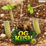 OG Kush huba seed bank 2. run back up