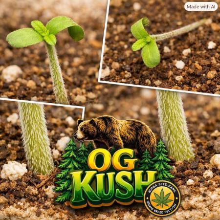 OG Kush huba seed bank 2. run back up